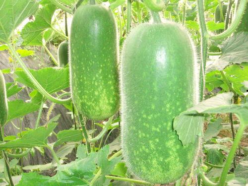 875吃瓜网,网络舆论场的新势力崛起